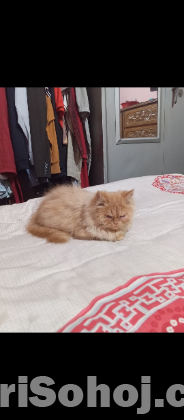 Traditional white male persian